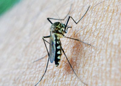 ZIKA VIRUS AND MICROCEPHALY: Our advice to pregnant women and those hoping to get pregnant