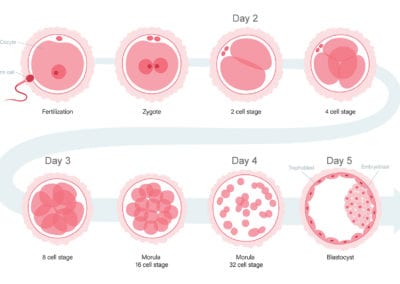 How do embryos develop?