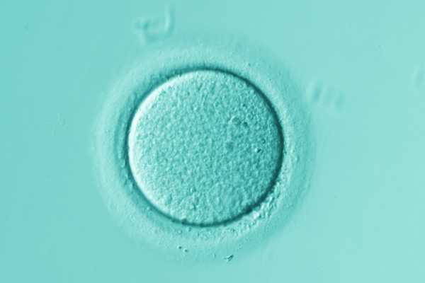 icsi egg